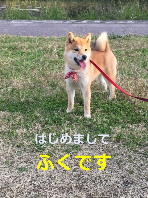 愛犬ふくのウォーターサーバーのお水大好きだワン